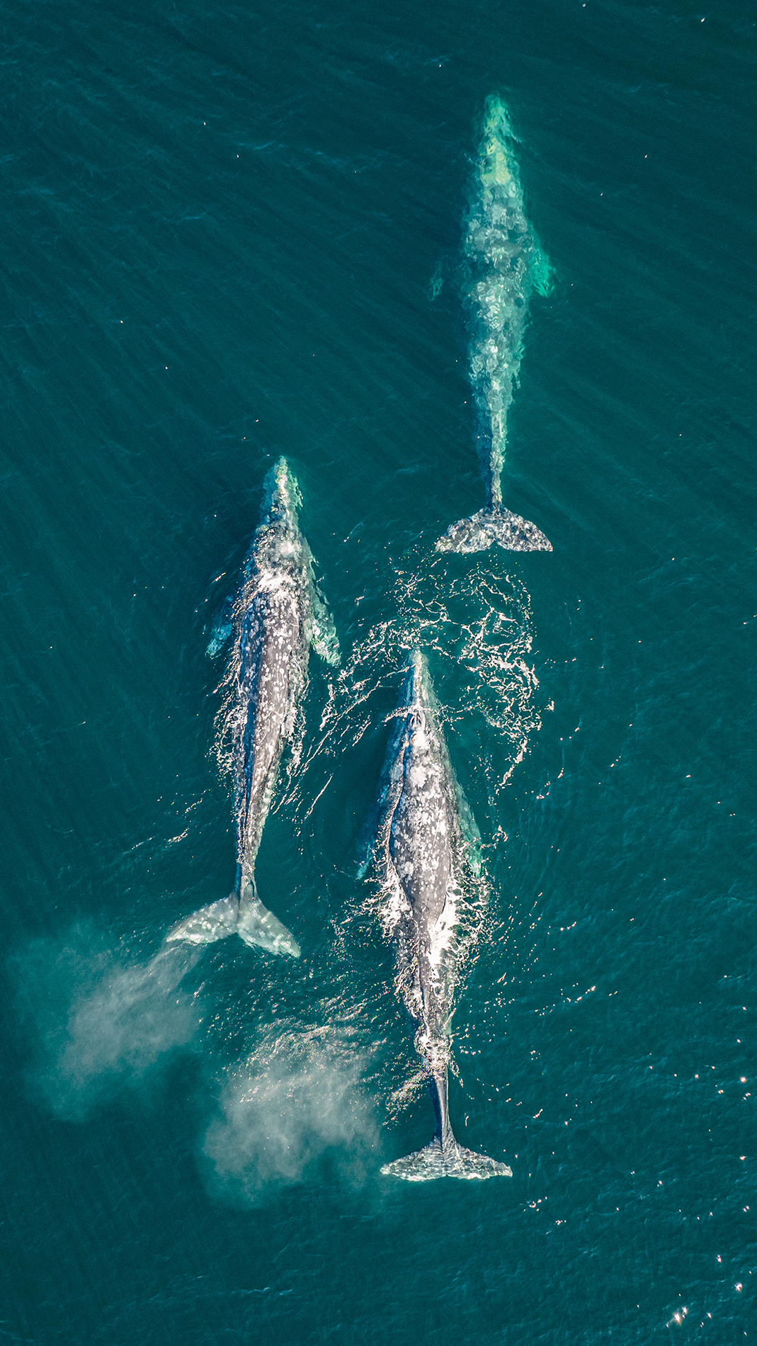 Aerial shot of three grey whales