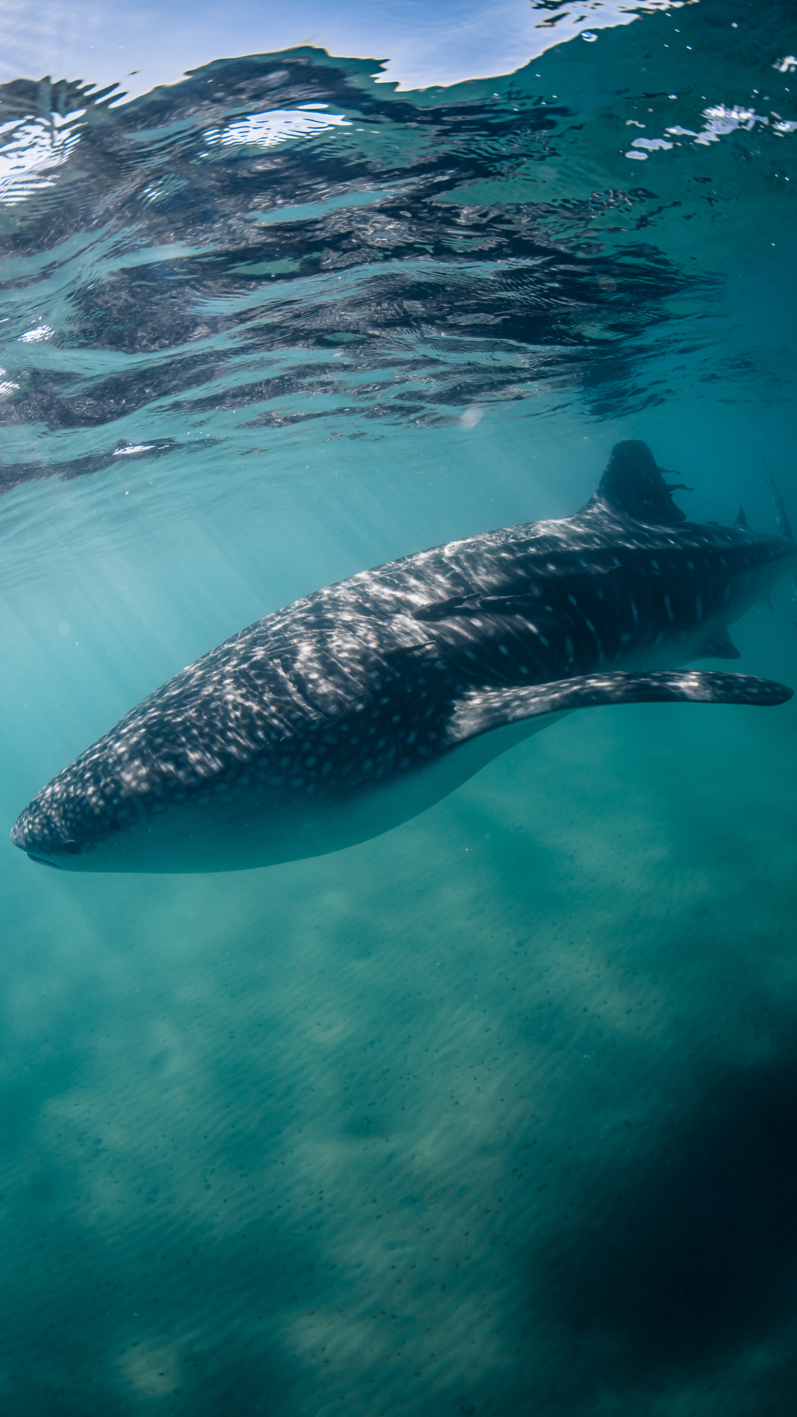 Beautiful whale shark in the water