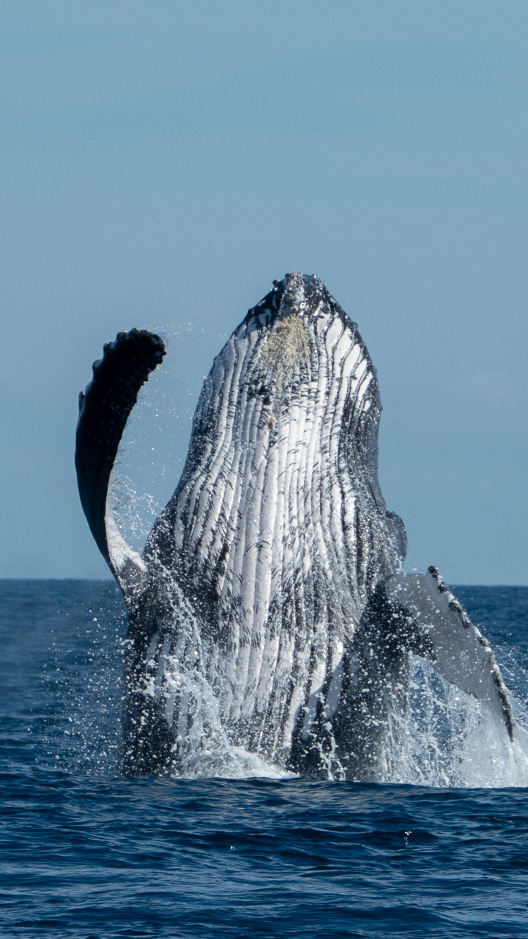 Humpback whale breaching out of the water